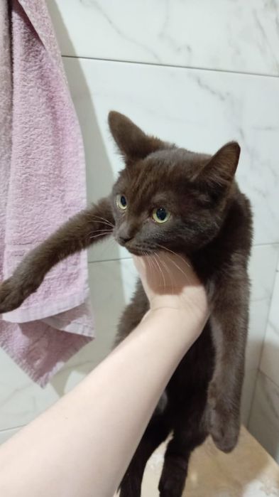 Отдам котят бесплатно