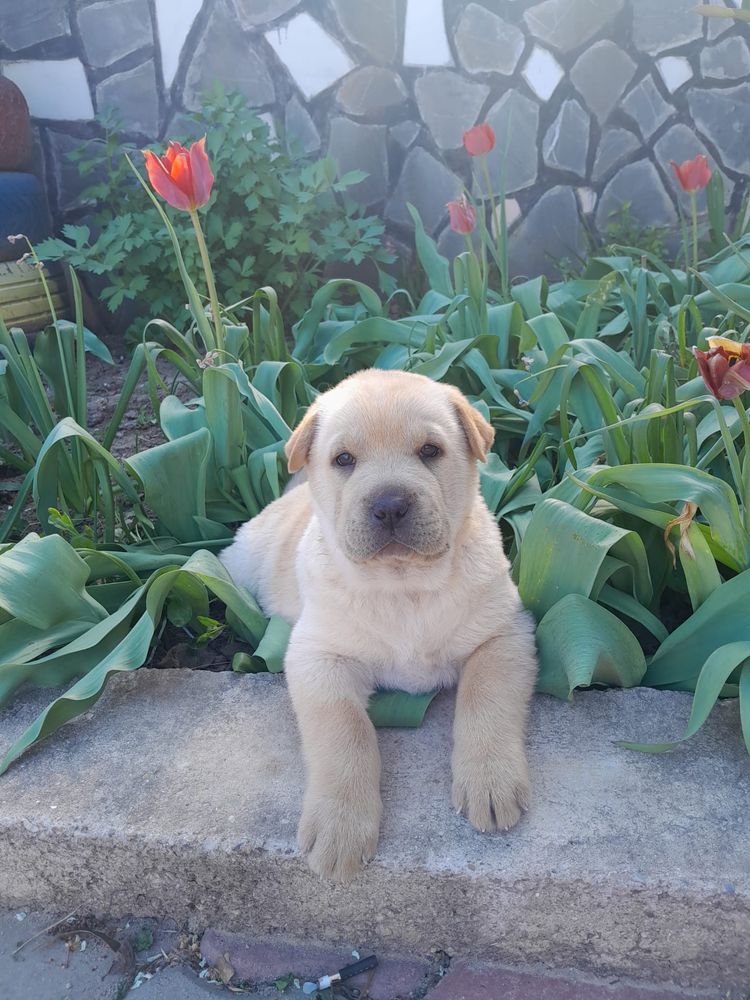 Catel rasa Shar Pei