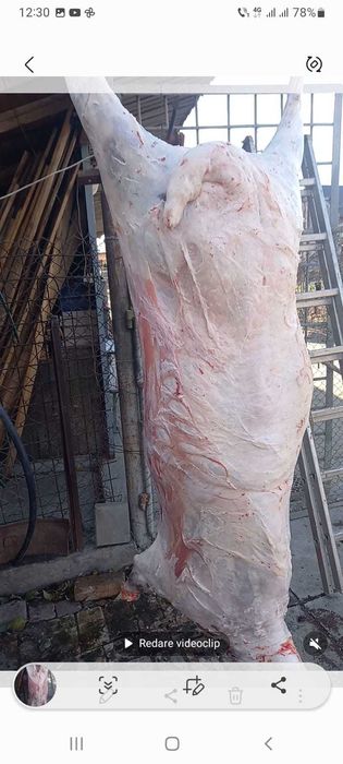 Oi si miei de vanzare