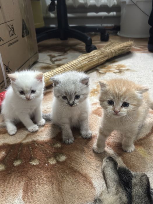 Продаю очень красивых и ласковых котят