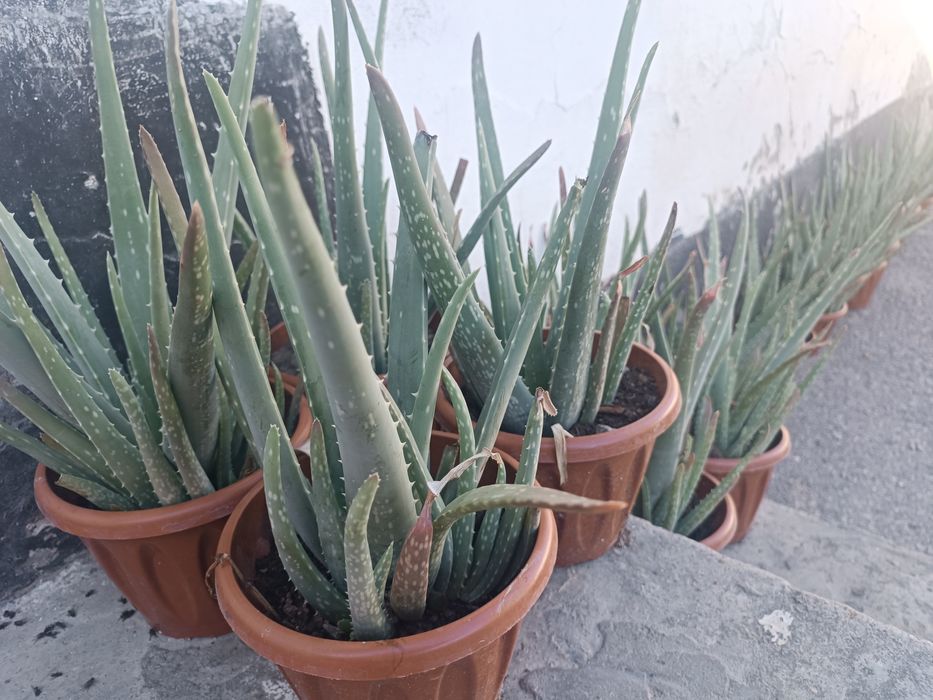 Алое 3500 лечебное