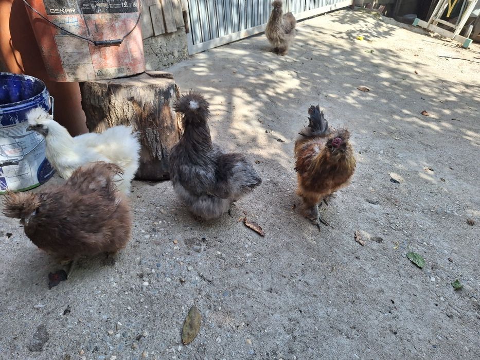 Vând Famile Mătase Japoneza 4+1