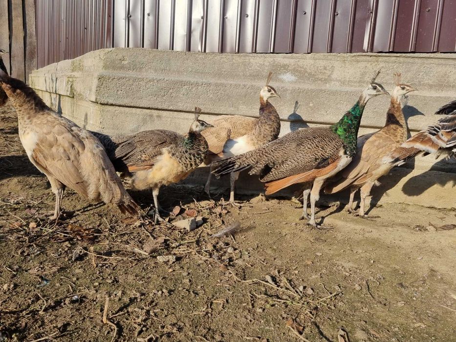 Pui pauni indian blue si violet(doar baieti)