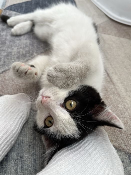 СРОЧНО.Котенок в подьезде