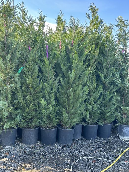 Plante ornamentale amagnoli grandeflora tuia lilandi zmarard