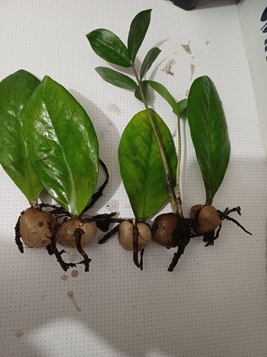 Продам отростки комнатных цветов