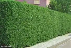 Vând puieți de tei arginti la  ghiveci  și leylandy la ghiveci