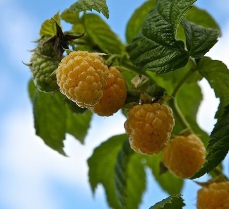 Arbusti Fructiferi (Zmeur Galben )