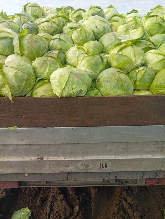 Vând Varză de Buzău