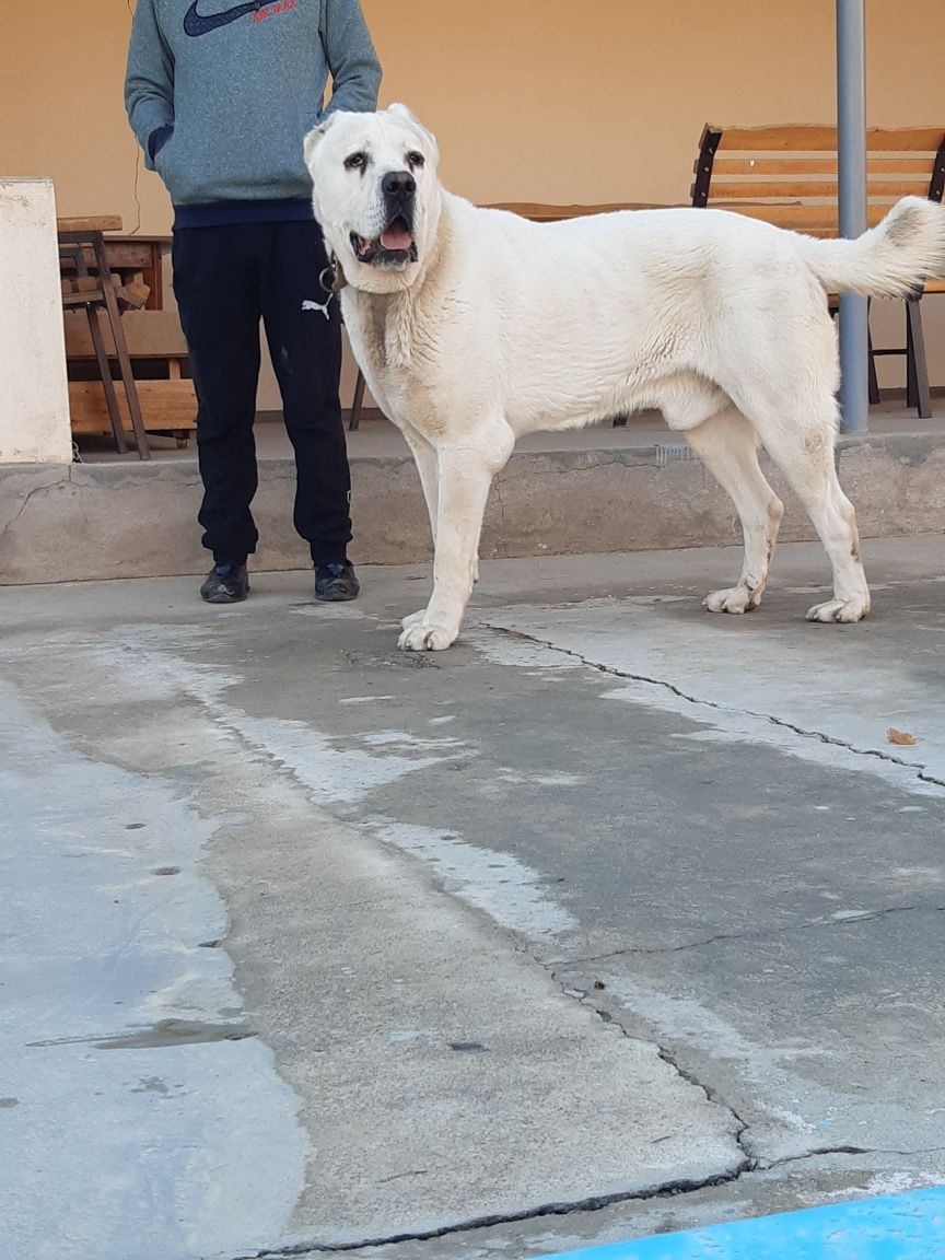 АЛАБАЙ НА ВЯСКУ Urģochi itga qoshib beriladi