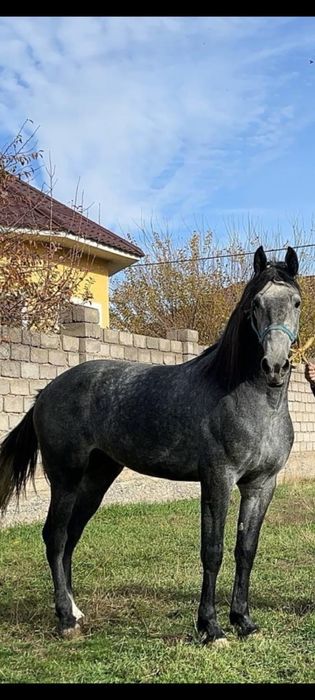 Элитный Орловский Рысак 3 Года