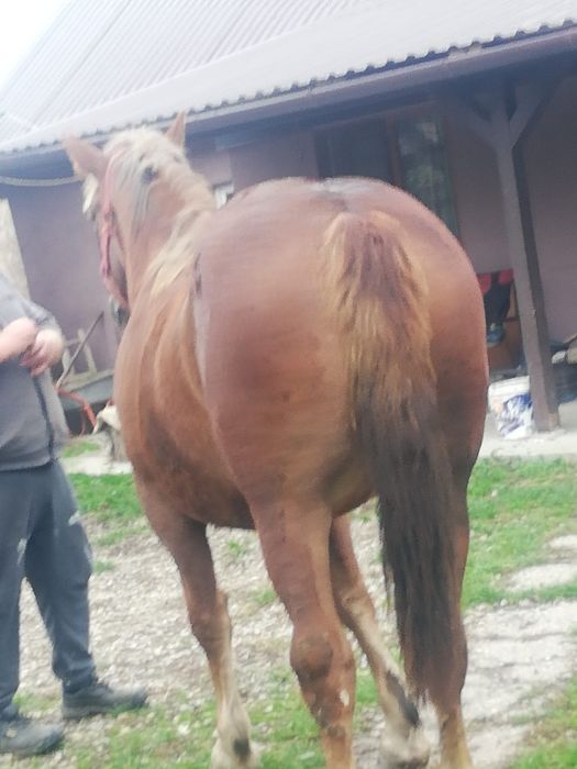 Vând o mânză grea deosebit de frumoasă
