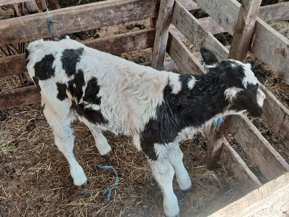 Vand tauras holstaing