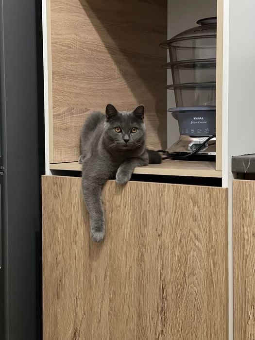 Кот британец для вяки