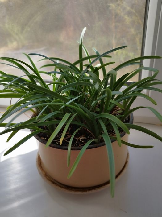 Продам два комнатных цветка