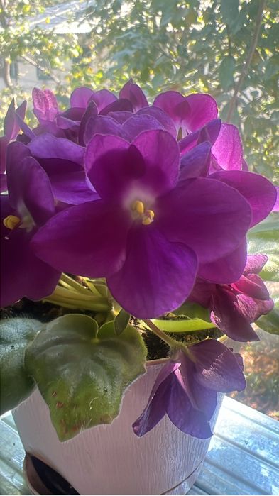 Коллекция фиалок в новых горшках