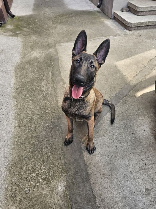 Ciobanesc belgian malinois mascul