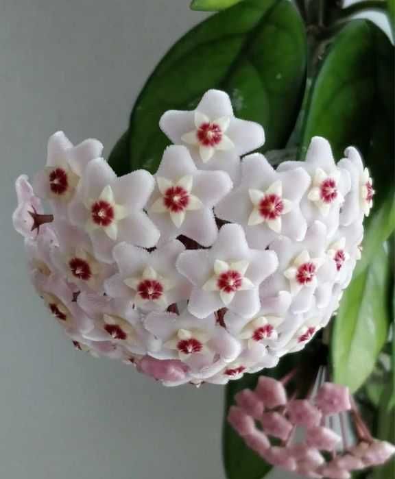 hoya carnosa,lacrima maicii domnului, floare de ceara