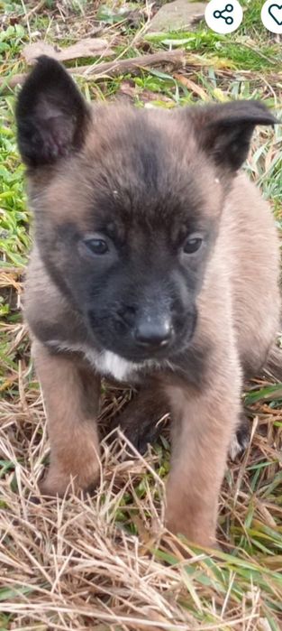 Vând femela Ciobănesc Belgian Malinois