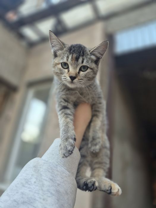 Отдам котят в хорошие руки