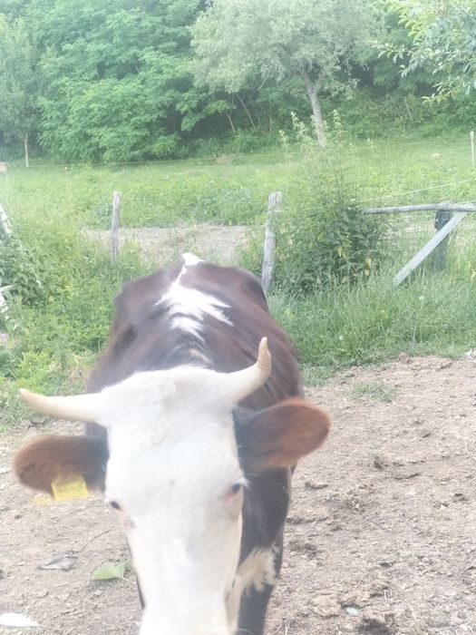 Junincă gestanta