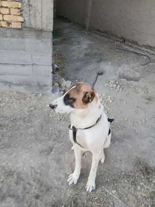 Alabay kuchuk sotiladi