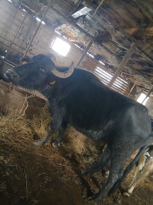 Vând bivola  de 7 ani gestanata 4 luni