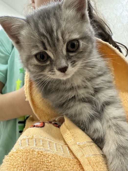 Продам котенка девочка