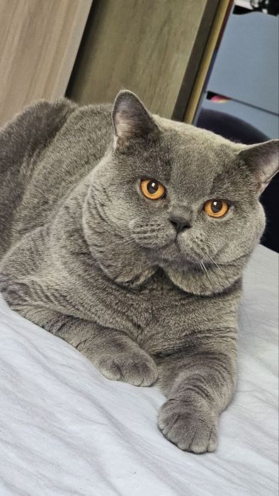 Вязка британец короткошерстный