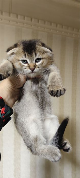 Красивые котята чистокровные шотландские