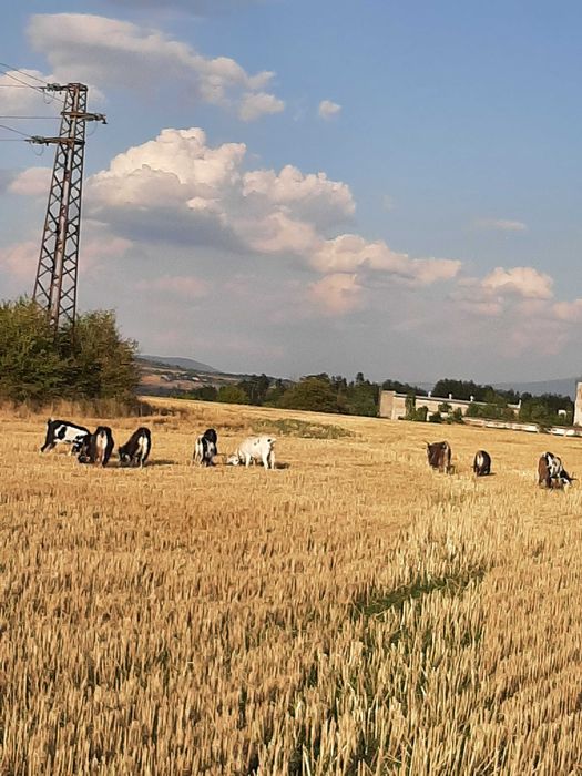 Продавам млади кози
