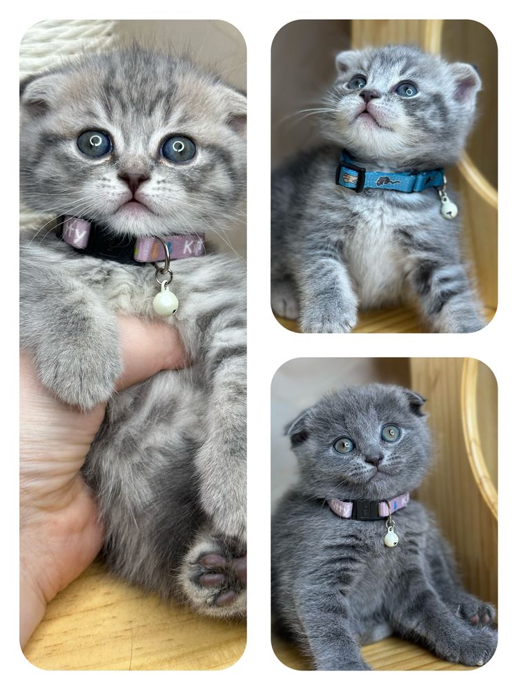 Шотландские котята — голубые и мраморные в поиске любящего дома !