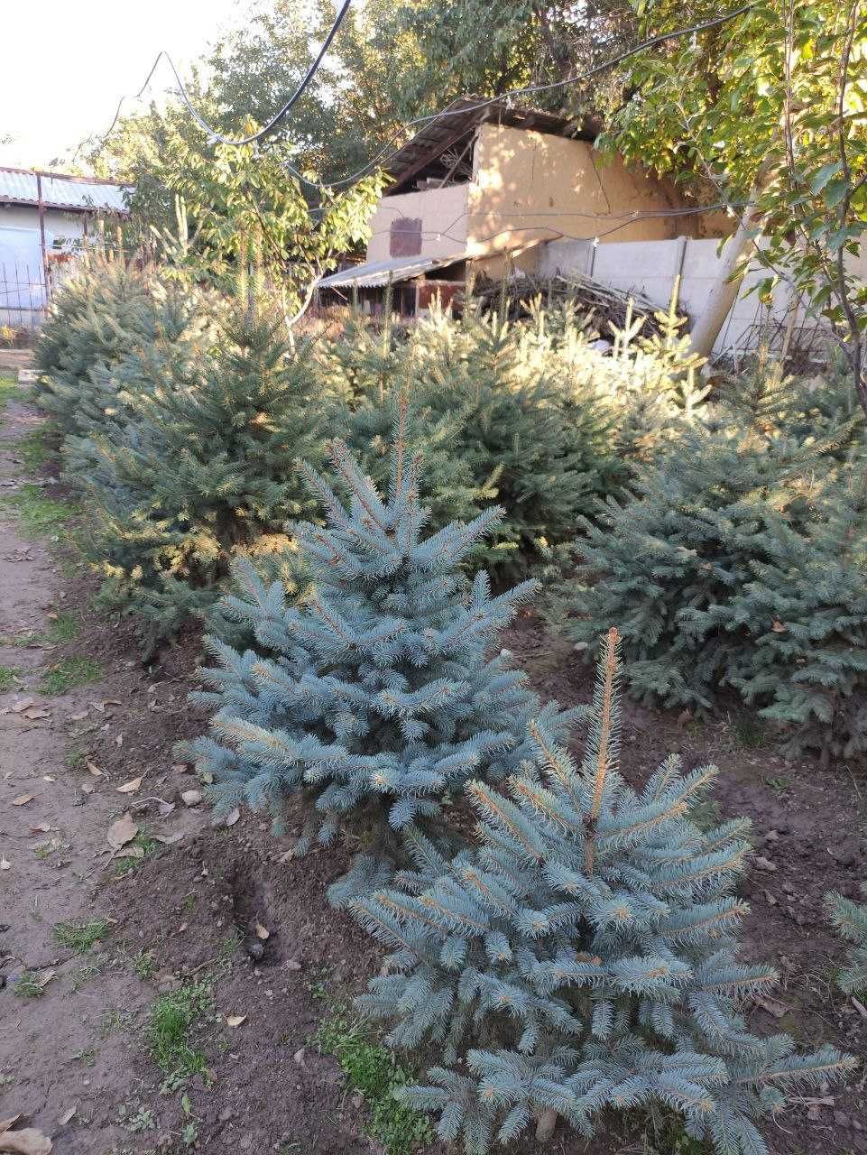 Акция! 100% Сифатли голубой арча арзон нархда! голубой ель чет элдан