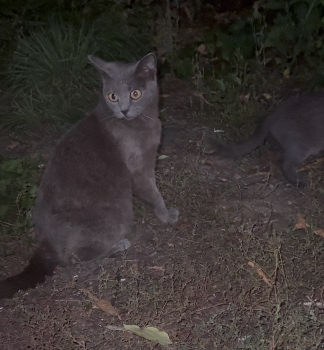 Кошка с котятами