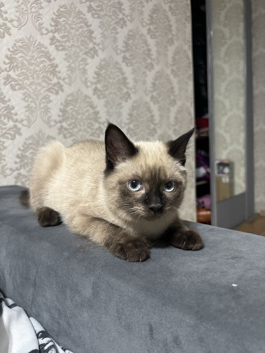 Отдам кота в добрые руки