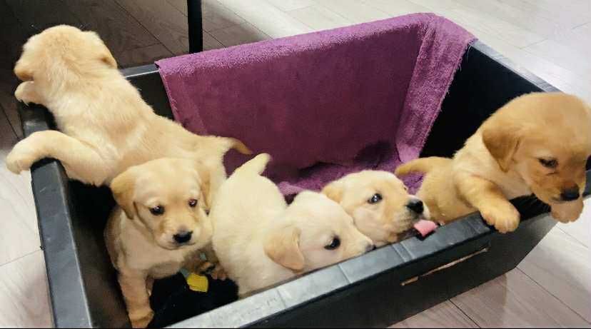 Cățeluși labradori