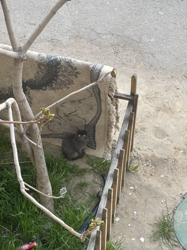 Котенок в добрые руки
