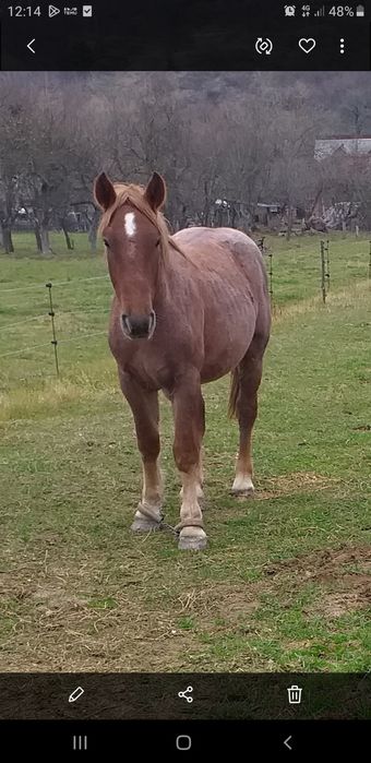 Vand manz castrat 7500 neg