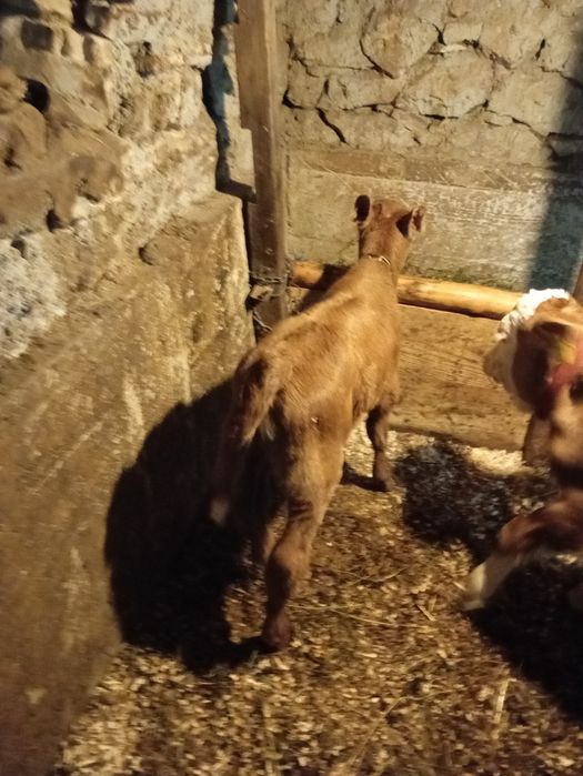 Vițel 3 săpt și vițea 2 săpt