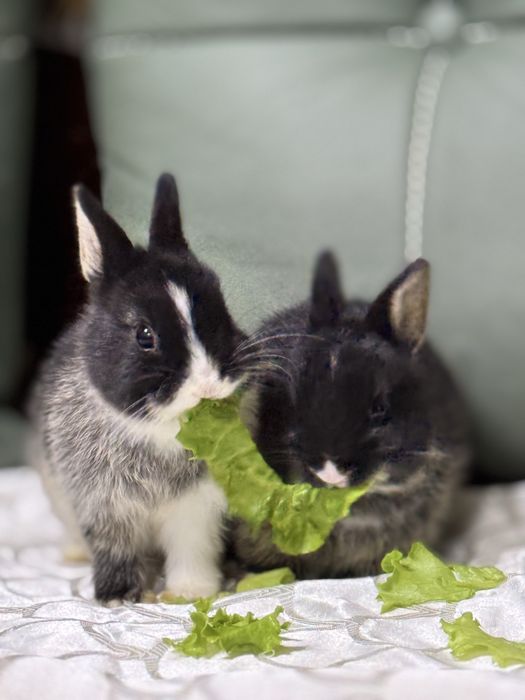 Ручнык кролики мини