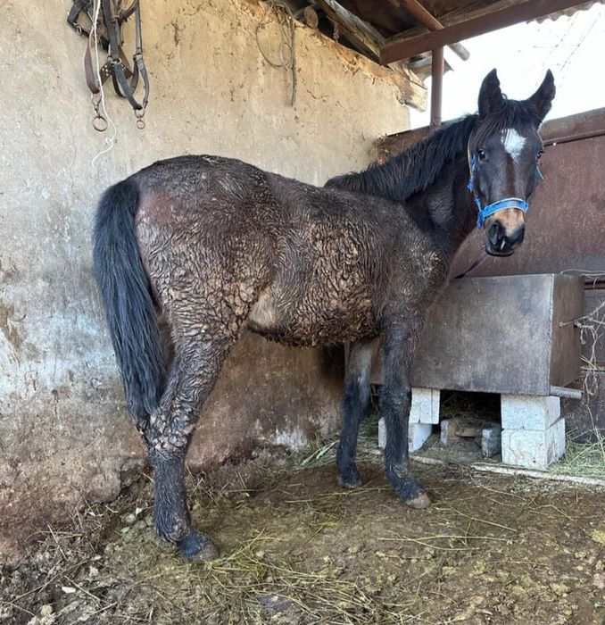 Буаз Жылқы, қыз құлынымен