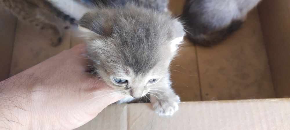 Продаются котята
