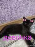 Продаются котята