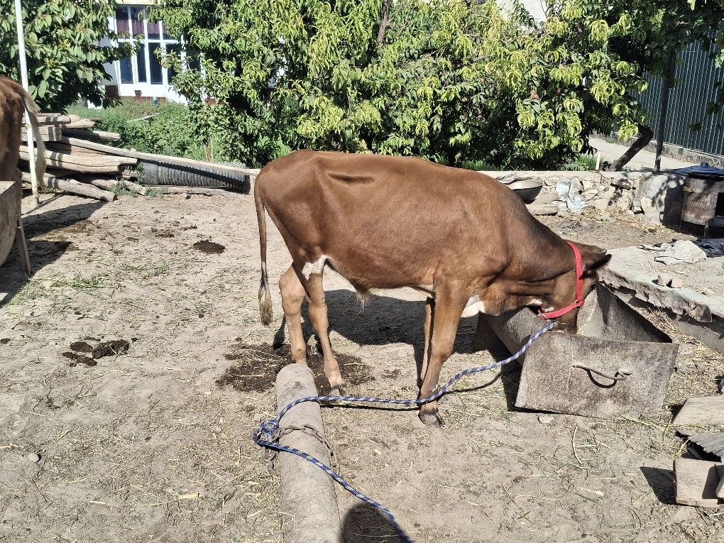 Buqacha sotiladi tezda