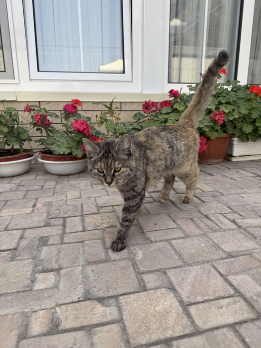 Отдаю котенка в добрые руки