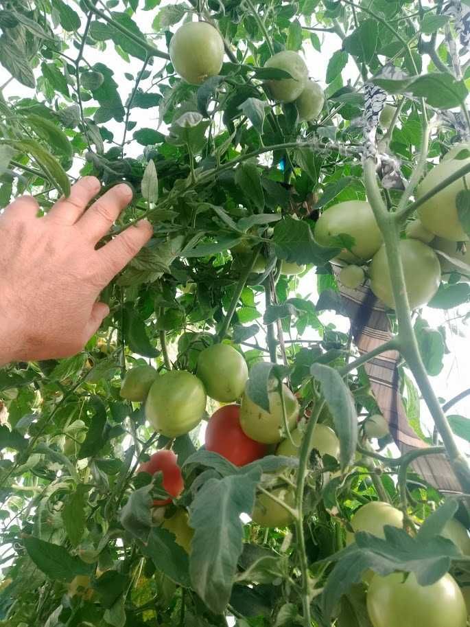 Продавам домати розови сортове , София с. Бусманци - само на място !