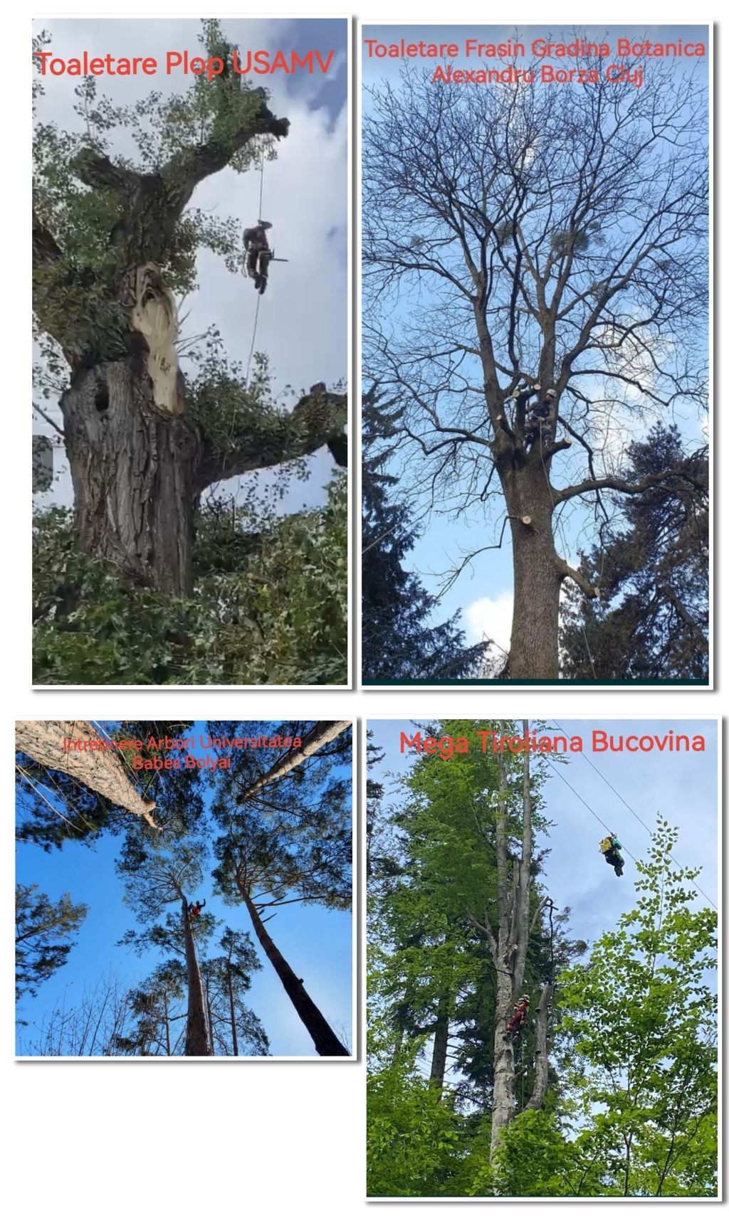 Taiere arbori taiere copaci toaletare arbori toaletare copaci