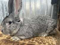 Vând mascul Urias German Chinchilla