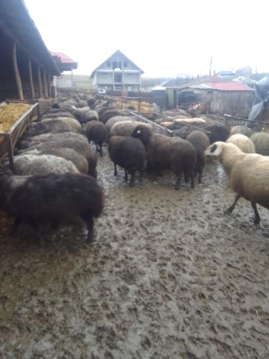 Vând Oi caracul 100 buc  gestante.
