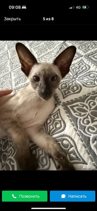 Ориентальный котенок